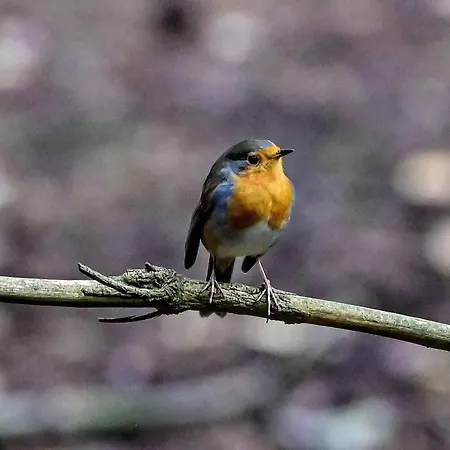 Ediths Haus Nyaraló *