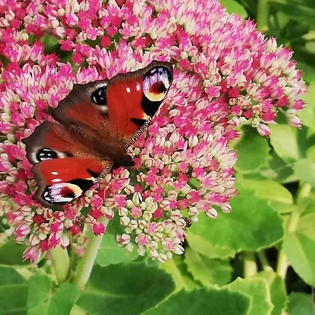 Ediths Haus Дом отдыха Rhauderfehn