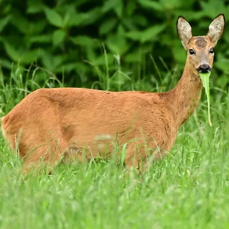 Ediths Haus Rhauderfehn