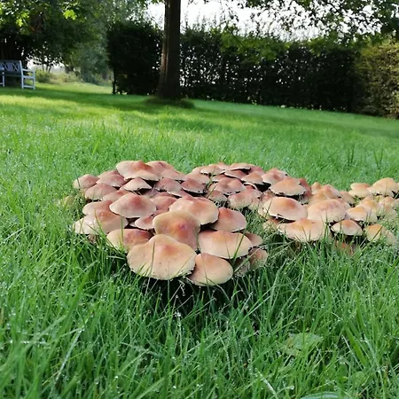 Ediths Haus Nyaraló Rhauderfehn