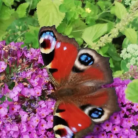 Ediths Haus * Rhauderfehn