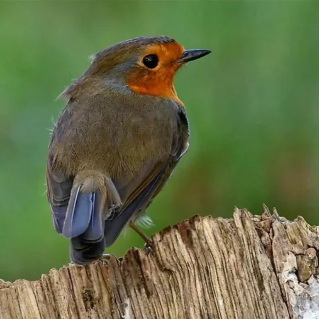 Дом отдыха Ediths Haus