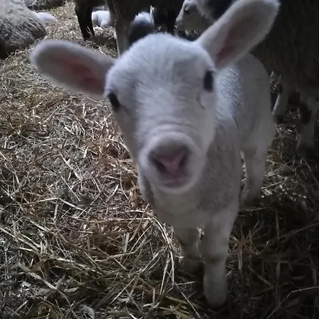 Ediths Haus * Rhauderfehn