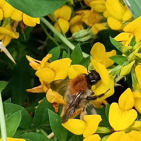 Casa de Férias Ediths Haus