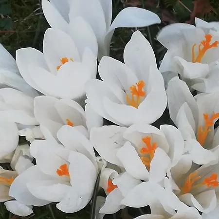 Ediths Haus Nyaraló Rhauderfehn