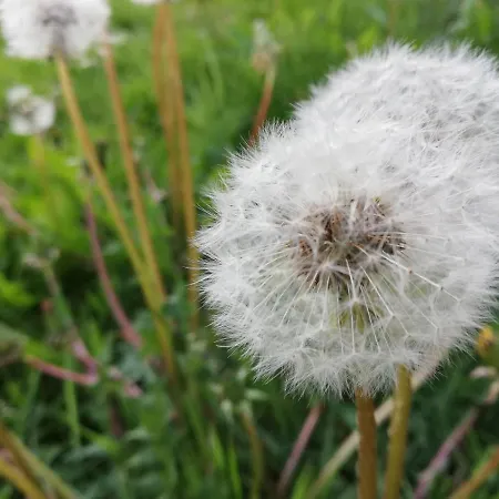 Ediths Haus Rhauderfehn