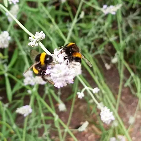 Ediths Haus * Rhauderfehn