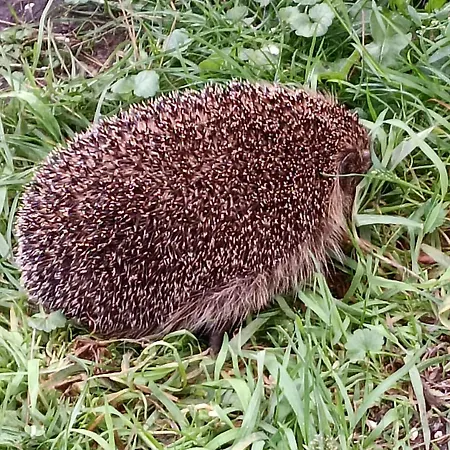 Ediths Haus Rhauderfehn