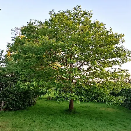 Ediths Haus * Rhauderfehn