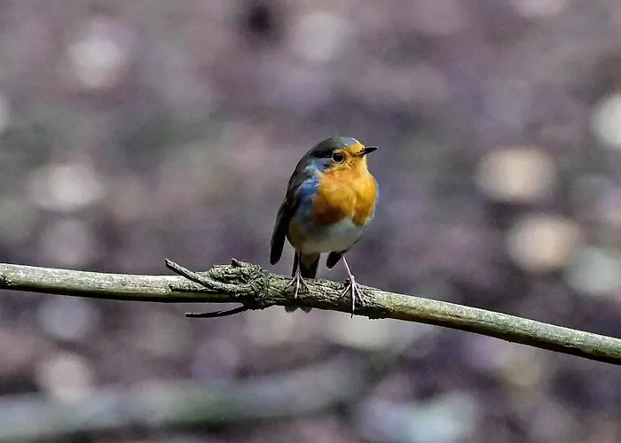 Ediths Haus Hébergement de vacances *