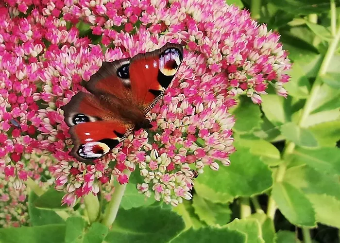 Ediths Haus Hébergement de vacances Rhauderfehn