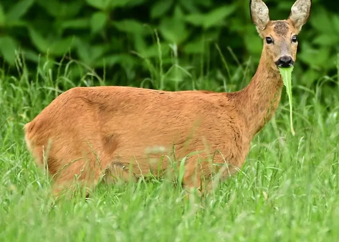 Ediths Haus Rhauderfehn