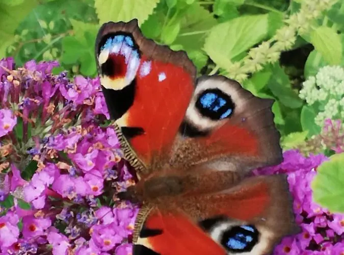 Ediths Haus * Rhauderfehn