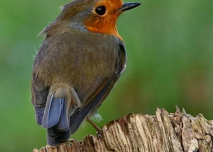 Tatil Evi Ediths Haus