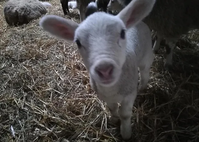 Ediths Haus * Rhauderfehn