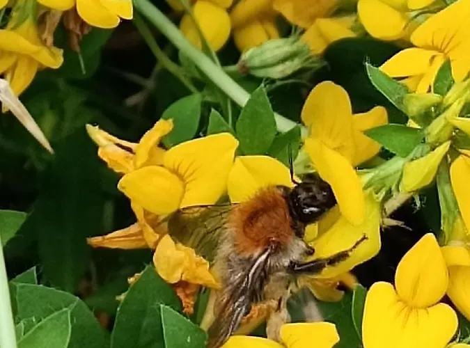 Tatil Evi Ediths Haus