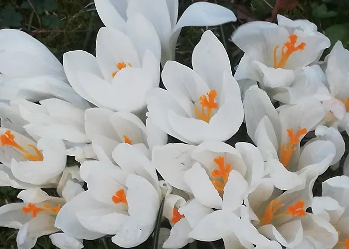 Ediths Haus Hébergement de vacances Rhauderfehn