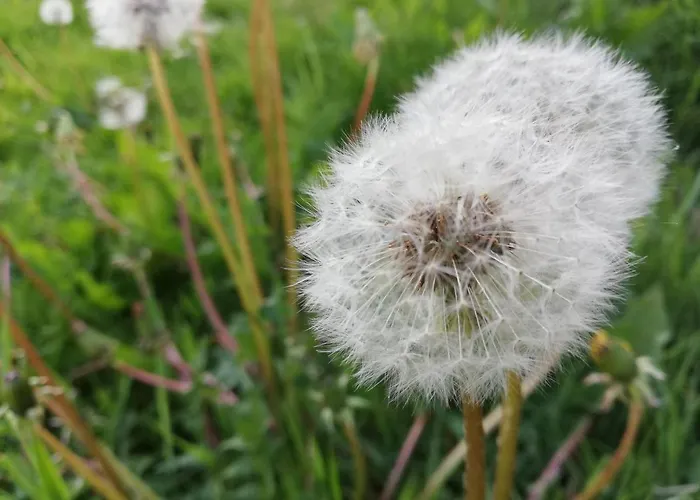 Ediths Haus Rhauderfehn