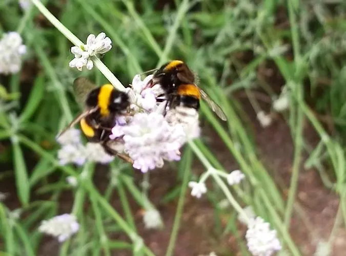 Ediths Haus * Rhauderfehn