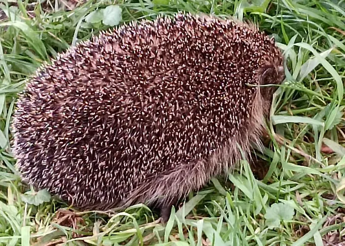 Ediths Haus Rhauderfehn